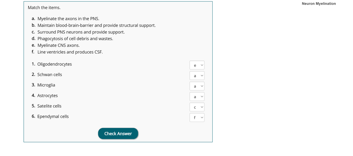 Match the items.
a. Myelinate the axons in the PNS.
b. Maintain blood-brain-barrier and provide structural support.
c. Surround PNS neurons and provide support.
d. Phagocytosis of cell debris and wastes.
e. Myelinate CNS axons.
f. Line ventricles and produces CSF.
1. Oligodendrocytes
2. Schwan cells
3. Microglia
4. Astrocytes
5. Satelite cells
6. Ependymal cells
Check Answer
a
a
a
C
f
<
<
>
<
>
>
Neuron Myelination