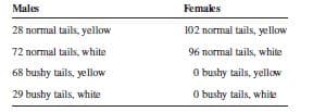 Males
Femaks
28 normal tails, yellow
102 normal tails, yellow
72 normal tails, white
96 normal tails, white
68 bushy tails, yellow
O bushy tails, yellow
O bushy tails, white
29 bushy tails, white
