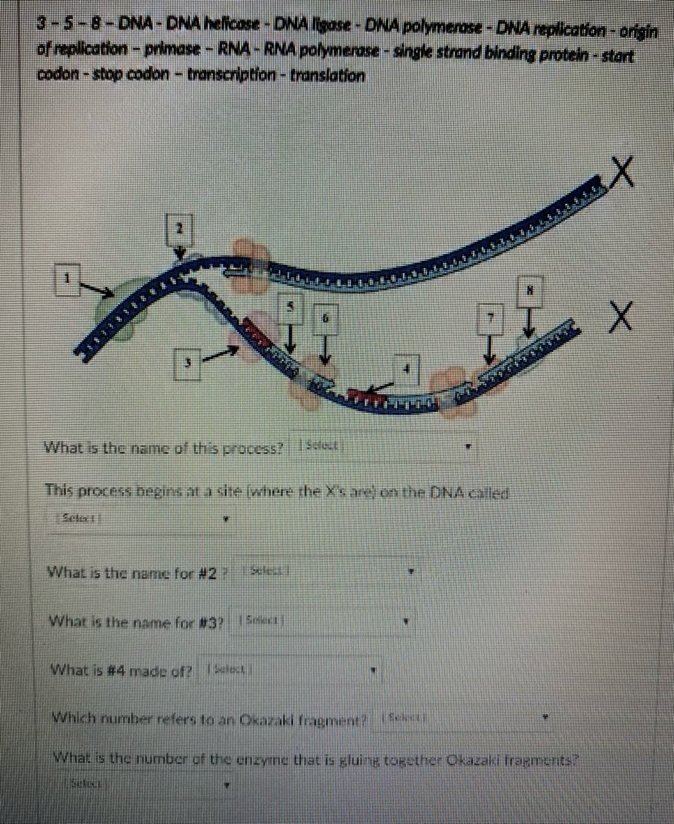 3-5-8-DNA- DNA helicase- DNA ligose-DNA polymerase-DNA replication origin
of replication-primase-RNA-RNA polymerose- single strand binding protein stort
codon-stop codon-transcription -transiation
to
What is the name of this process?1
This process bepins ar a site where the X's e on the DNAColed
What is the name for #27
What is the neme for #3? 5
What is #4 made.cf at
Which number refers to an Okazaki fracment?
What is the number of the enzyme that is eluing toeether Okazaldi fragments"
