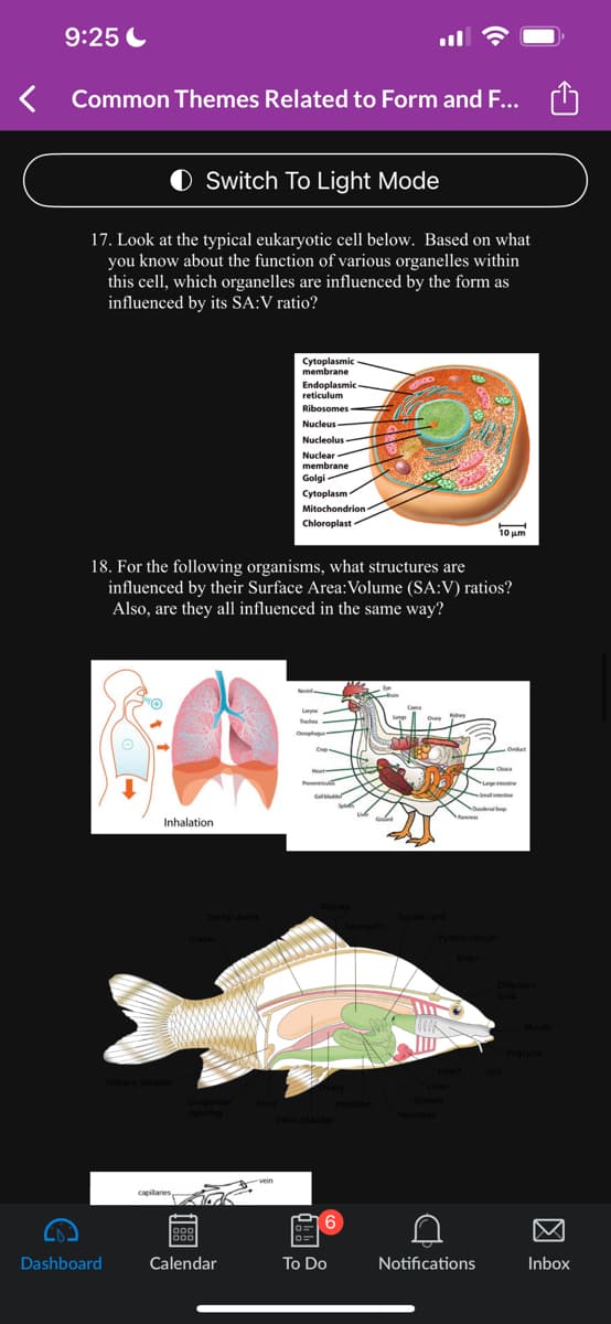 <
9:25
Common Themes Related to Form and F...
Switch To Light Mode
17. Look at the typical eukaryotic cell below. Based on what
you know about the function of various organelles within
this cell, which organelles are influenced by the form as
influenced by its SA:V ratio?
Dashboard
O
Inhalation
Urinary bladder
18. For the following organisms, what structures are
influenced by their Surface Area: Volume (SA:V) ratios?
Also, are they all influenced in the same way?
capillaries
Dorsal Aorta
Urogenital
000
Cytoplasmic
membrane
Calendar
Endoplasmic
reticulum
Ribosomes
Nucleus
Nucleolus
Nuclear
membrane
Golgi
Cytoplasm
Mitochondrion
Chloroplast
Trache
Opa
Cop
Gallbladde
6
To Do
GOROD
Stomach
Ca
Overy
Spinal cord
Pancreas
Spleen
Kidy
Pyloric cecum
Heart
A
Brain
10 um
Small
Duodel op
Notifications
Ovid
Obc
Largentine
Mouth
Inbox