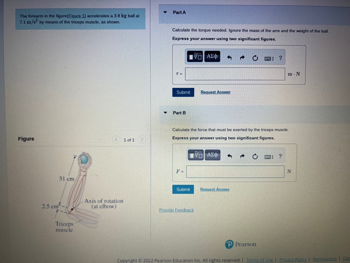 The forearm in the figure(Figure 1) accelerates a 3.8 kg ball at
7.1 m/s² by means of the triceps muscle, as shown.
Figure
2.5 cm
31 cm
Triceps
muscle
Axis of rotation
(at elbow)
1 of 1
Part A
Calculate the torque needed. Ignore the mass of the arm and the weight of the ball.
Express your answer using two significant figures.
G| ΑΣΦ
T =
Submit
Part B
F =
Submit
4
Provide Feedback
Request Answer
Calculate the force that must be exerted by the triceps muscle.
Express your answer using two significant figures.
Π| ΑΣΦ
Request Answer
?
P Pearson
m. N
?
N
Copyright © 2022 Pearson Education Inc. All rights reserved. | Terms of Use | Privacy Policy | Permissions Com