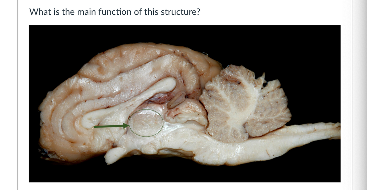 What is the main function of this structure?
