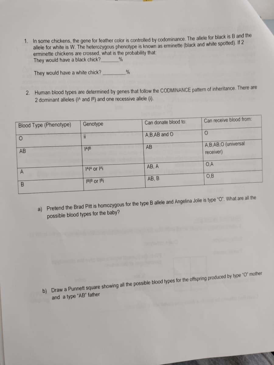 1. In some chickens, the gene for feather color is controlled by codominance. The allele for black is B and the
allele for white is W. The heterozygous phenotype is known as erminette (black and white spotted). If 2
erminette chickens are crossed, what is the probability that:
They would have a black chick?
They would have a white chick?
%
2. Human blood types are determined by genes that follow the CODMINANCE pattern of inheritance. There are
2 dominant alleles (IA and IB) and one recessive allele (i).
Blood Type (Phenotype)
Genotype
Can donate blood to:
Can receive blood from:
ii
A,B,AB and O
A,B,AB,O (universal
receiver)
АВ
JA|B
AB
JAJA or 1Ai
АВ, А
O,A
АВ, В
O,B
!al JO glal
a) Pretend the Brad Pitt is homozygous for the type B allele and Angelina Jolie is type "O". What are all the
possible blood types for the baby?
b) Draw a Punnett square showing all the possible blood types for the offspring produced by type "O" mother
and a type "AB" father
