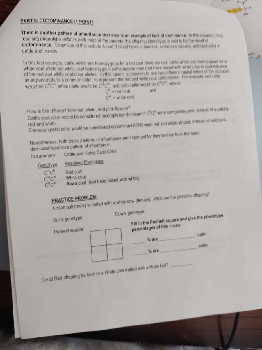 PART 6: CODOMINANCE (1 POINT)
There is another pattern of inheritance that also is an example of lack of dominance. In this situation, if the
resulting phenotype exhibits both traits of the parents, the offspring phenotype is said to be the result of
codominance. Examples of this include A and B blood types in humans, sickle-cell disease, and coat color in
cattle and horses.
In this last example, cattle which are homozygous for a red coat allele are red, cattle which are homozygous for a
white coat allele are white, and heterozygous cattle appear roan (red hairs mixed with white) due to codominance
of the red and white coat color alleles, In this case it is common to use two different capital letters of the alphabet
as superscripts to a common letter, to represent the red and white coat color alleles. For example, red cattfe
would be C"c white cattle would be C"C" and roan cattle would be C"C", where:
red coat
CW = white coat
and
How is this different from red, white, and pink flowers?
Cattle coat color would be considered incompletely dominant if C"C" were completely pink, instead of a patchy
red and white.
Camation petal color would be considered codominant if RW were red and white striped, instead of solid pink.
Nevertheless, both these patterns of inheritance are important for they deviate from the basic
dominant/recessive pattern of inheritance.
In summary:
Cattle and Horse Coat Color
Resulting Phenotype
Genotype
c*CR
C"CW
C*CW
Red coat
White coat
Roan coat (red hairs mixed with white)
PRACTICE PROBLEM:
A roan bull (male) is mated with a white cow (female). What are the possible offspring?
Cow's genotype:
Bull's genotype:
Fill in the Punnett square and give the phenotype
percentages of this cross:
Punnett square:
color
% are
color
% are
Could Red offspring be born to a White cow mated with a Roan bull?
