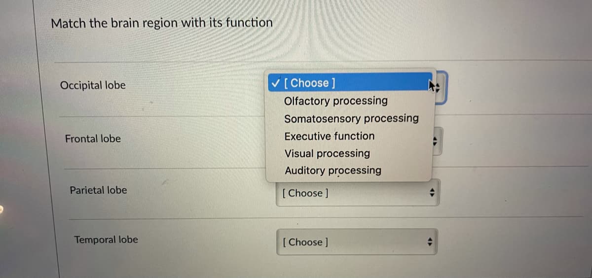 Match the brain region with its function
Occipital lobe
V[Choose]
Olfactory processing
Somatosensory processing
Frontal lobe
Executive function
Visual processing
Auditory processing
Parietal lobe
[ Choose ]
Temporal lobe
[ Choose ]
