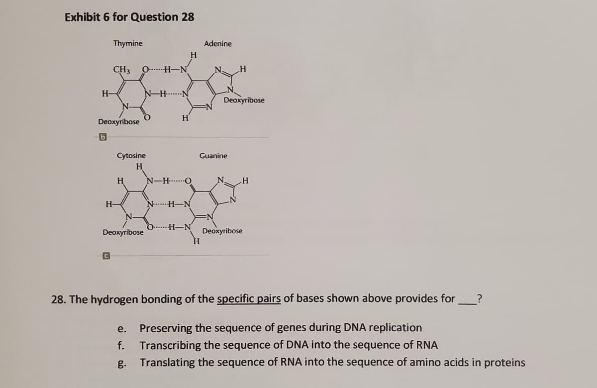 Exhibit 6 for Question 28
Thymine
Adenine
H.
CH3
O......H-N
H-
N-H.......N
Deoxyribose
Deoxyribose
Cytosine
Guanine
H
H
N-H. O
N.
H
H-
N…--H–N
H-N
Deoxyribose
H.
Deoxyribose
28. The hydrogen bonding of the specific pairs of bases shown above provides for
e.
Preserving the sequence of genes during DNA replication
Transcribing the sequence of DNA into the sequence of RNA
g. Translating the sequence of RNA into the sequence of amino acids in proteins
f.
