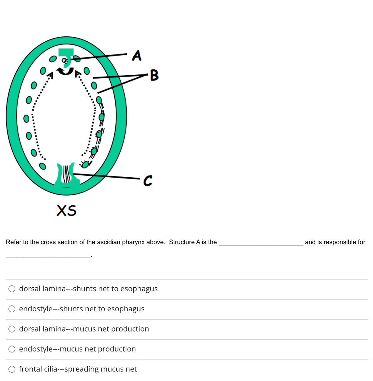 A
B
C
XS
Refer to the cross section of the ascidian pharynx above. Structure A is the
and is responsible for
dorsal lamina---shunts net to esophagus
O endostyle---shunts net to esophagus
O dorsal lamina---mucus net production
O endostyle--mucus net production
frontal cilia---spreading mucus net
