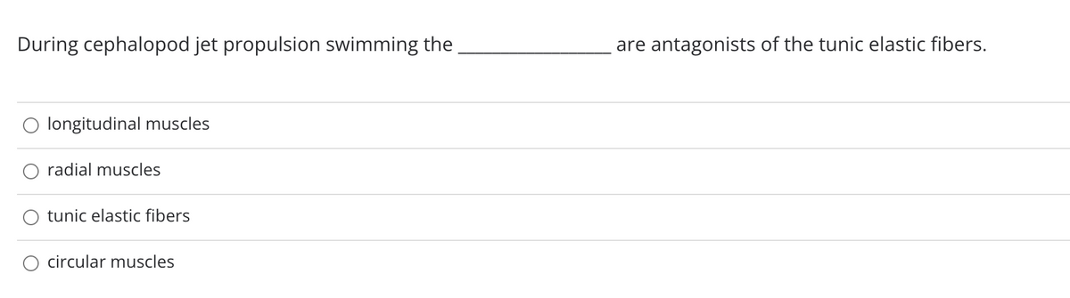 During cephalopod jet propulsion swimming the
are antagonists of the tunic elastic fibers.
longitudinal muscles
radial muscles
tunic elastic fibers
circular muscles
