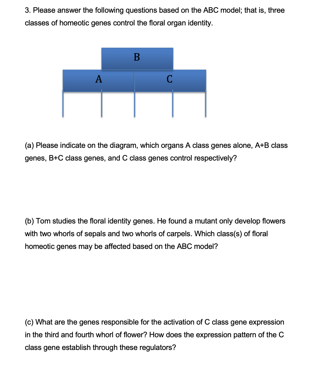 3. Please answer the following questions based on the ABC model; that is, three
classes of homeotic genes control the floral organ identity.
В
A
C
(a) Please indicate on the diagram, which organs A class genes alone, A+B class
genes, B+C class genes, and C class genes control respectively?
(b) Tom studies the floral identity genes. He found a mutant only develop flowers
with two whorls of sepals and two whorls of carpels. Which class(s) of floral
homeotic genes may be affected based on the ABC model?
(c) What are the genes responsible for the activation of C class gene expression
in the third and fourth whorl of flower? How does the expression pattern of the C
class gene establish through these regulators?
