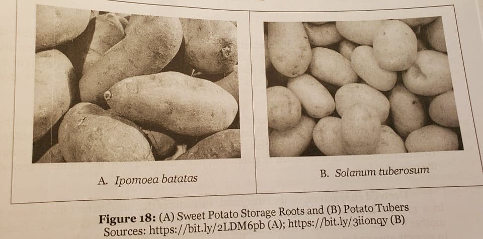 A. Ipomoea batatas
B. Solanum tuberosum
Figure 18: (A) Sweet Potato Storage Roots and (B) Potato Tubers
Sources: https://bit.ly/2LDM6P6 (A); https://bit.ly/3iionqy (B)
