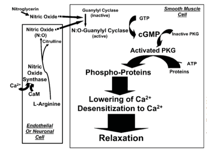 Smooth Muscle
Cell
Nitroglycerin
Guanylyl Cyclase
(inactive)
Nitric Oxide .
GTP
N:O-Guanylyl Cyclase
(active)
Nitric Oxide
CGMP
Inactive PKG
(N:O)
fCitrulline
Activated PKG
ATP
Nitric
Oxide
Synthase
Proteins
Phospho-Proteins
Ca2
Сам
Lowering of Ca²*
Desensitization to Ca2+
L-Arginine
Endothelial
Or Neuronal
Cell
Relaxation
