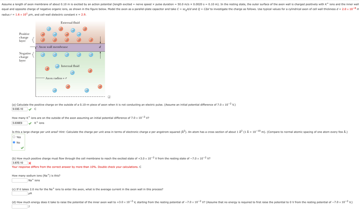 Assume a length of axon membrane of about 0.10 m is excited by an action potential (length excited = nerve speed x pulse duration
equal and opposite charge of negative organic ions, as shown in the figure below. Model the axon as a parallel-plate capacitor and take C = K² A/d and Q
radius r = 1.6 × 10¹ μm, and cell-wall dielectric constant x = 2.9.
=
Positive
charge
layer
Negative
charge
layer
+
External fluid
Axon wall membrane
No
Axon radius = r
+
Internal fluid
+
How many sodium ions (Na+) is this?
Na+ ions
d
+
(a) Calculate the positive charge on the outside of a 0.10-m piece of axon when it is not conducting an electric pulse. (Assume an initial potential difference of 7.0 × 10-² V.)
-2
9.03E-10
C
How many K+ ions are on the outside of the axon assuming an initial potential difference of 7.0 × 10-² V?
5.639E9
K+ ions
= 50.0 m/s X 0.0020 s = 0.10 m). In the resting state, the outer surface of the axon wall is charged positively with K+ ions and the inner wall
CAV to investigate the charge as follows. Use typical values for a cylindrical axon of cell wall thickness d = 2.0 × 10-8 m
Is this a large charge per unit area? Hint: Calculate the charge per unit area in terms of electronic charge e per angstrom squared (Å2). An atom has a cross section of about 1 Å² (1 Å = 10-10 m). (Compare to normal atomic spacing of one atom every few Å.)
Yes
(b) How much positive charge must flow through the cell membrane to reach the excited state of +3.0 × 10-2 V from the resting state of -7.0 × 10-² V?
3.87E-10 X
Your response differs from the correct answer by more than 10%. Double check your calculations. C
+
(c) If it takes 2.0 ms for the Na ions to enter the axon, what is the average current in the axon wall in this process?
μA
(d) How much energy does it take to raise the potential of the inner axon wall to +3.0 × 10-2 V, starting from the resting potential of -7.0 x 10¯ V? (Assume that no energy is required to first raise the potential to 0 V from the resting potential of -7.0 x 10-² ² V.)
J