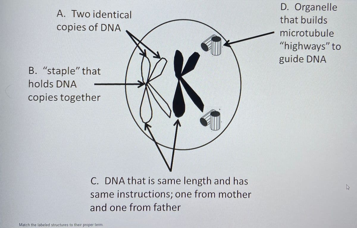 D. Organelle
A. Two identical
that builds
copies of DNA
microtubule
"highways" to
guide DNA
B. "staple" that
holds DNA
copies together
C. DNA that is same length and has
same instructions; one from mother
and one from father
Match the labeled structures to their proper term.
