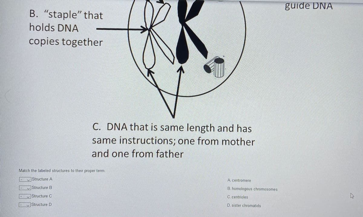 guide DNA
B. "staple" that
holds DNA
copies together
C. DNA that is same length and has
same instructions; one from mother
and one from father
Match the labeled structures to their proper term.
|Structure A
A. centromere
Structure B
B. homologous chromosomes
Structure C
C.centrioles
Structure D
D. sister chromatids
