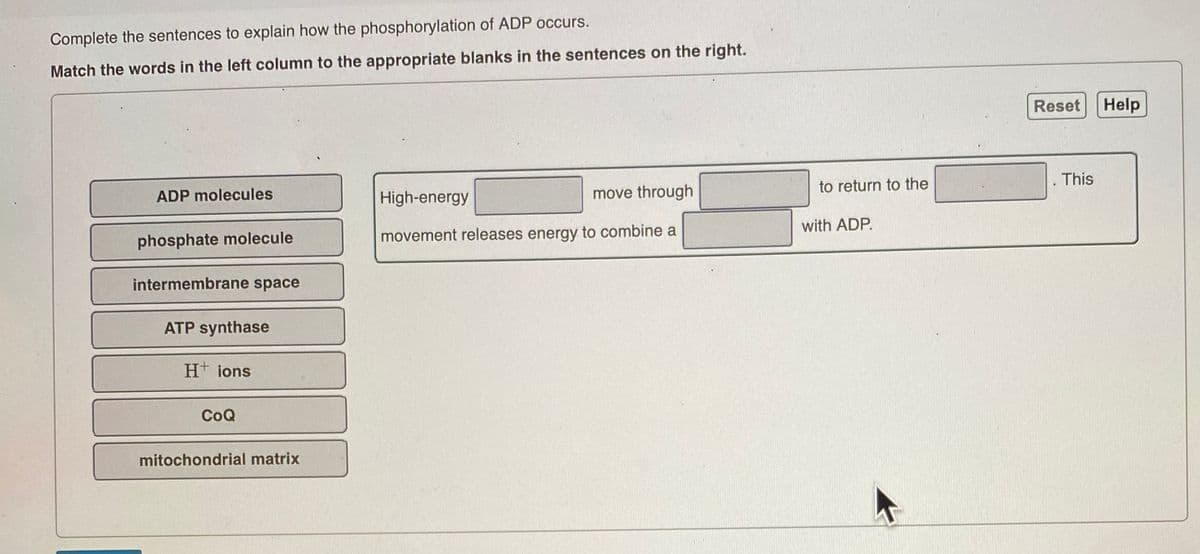 Complete the sentences to explain how the phosphorylation of ADP occurs.
Match the words in the left column to the appropriate blanks in the sentences on the right.
ADP molecules
High-energy
move through
phosphate molecule
movement releases energy to combine a
intermembrane space
ATP synthase
H+ ions
CoQ
mitochondrial matrix
to return to the
with ADP.
Reset
This
Help