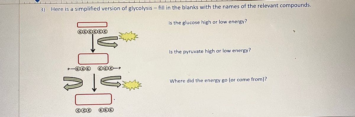 3) Here is a simplified version of glycolysis - fill in the blanks with the names of the relevant compounds.
Is the glucose high or low energy?
OOOOOO
P-©©© COG -P
de
OCO COO
Is the pyruvate high or low energy?
Where did the energy go (or come from)?