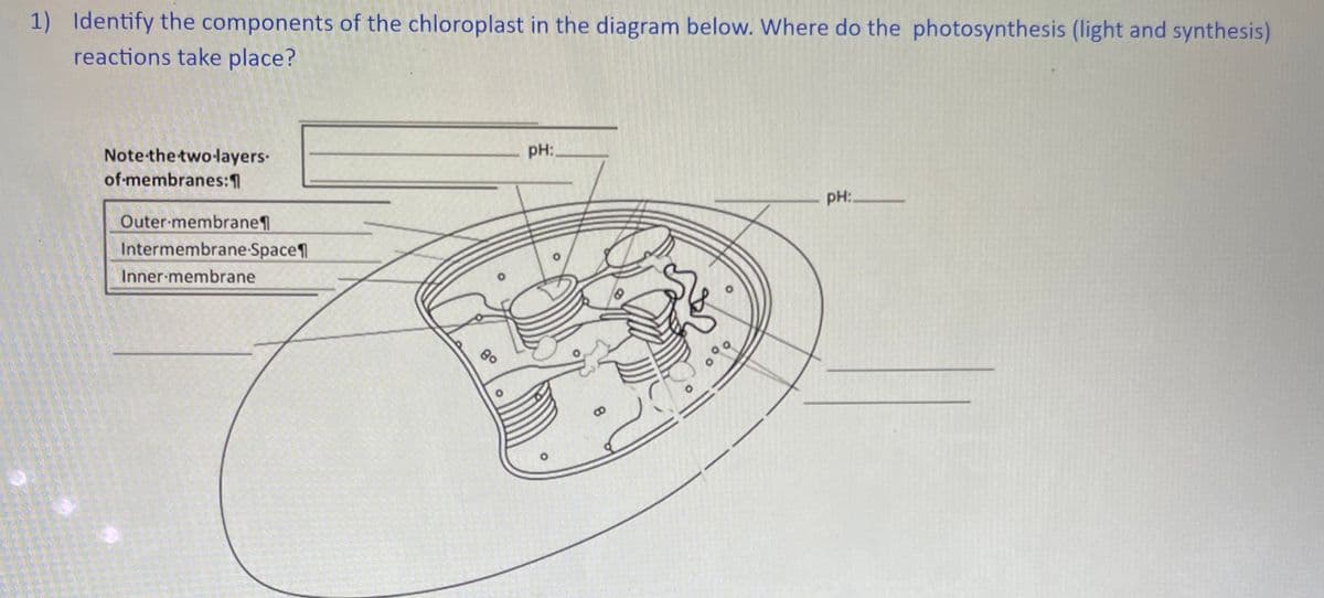 1) Identify the components of the chloroplast in the diagram below. Where do the photosynthesis (light and synthesis)
reactions take place?
Note the two-layers.
of membranes:1
Outer membrane
Intermembrane-Space
Inner membrane
8⁰
pH:
O
pH: