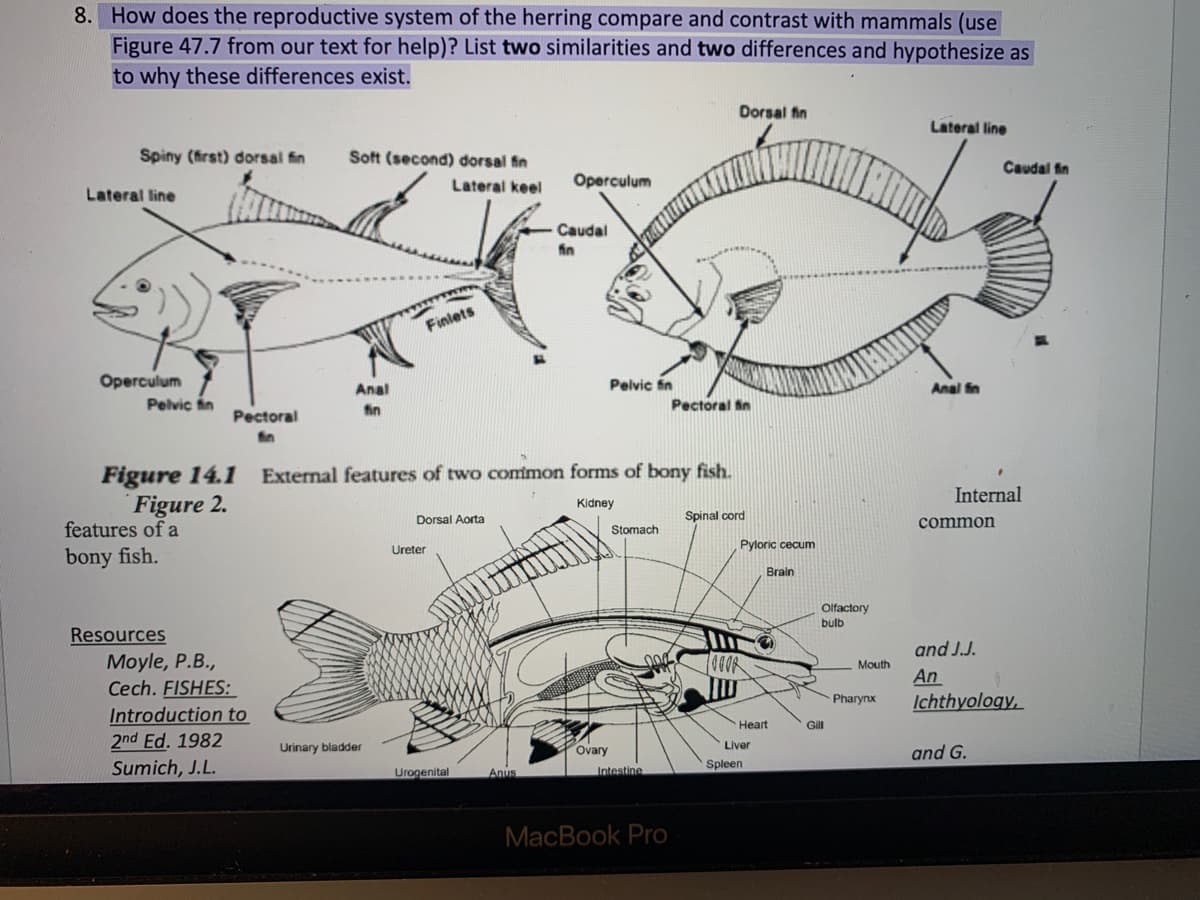 8. How does the reproductive system of the herring compare and contrast with mammals (use
Figure 47.7 from our text for help)? List two similarities and two differences and hypothesize as
to why these differences exist.
Dorsal fin
Lateral line
Spiny (first) dorsal fin
Soft (second) dorsal fin
Caudal fin
Lateral keel
Operculum
Lateral line
Caudal
fin
Finlets
Operculum
Pelvic fin
Anal
Pelvic in
Anal in
fin
Pectoral in
Pectoral
Figure 14.1
External features of two common forms of bony fish.
Internal
Figure 2.
features of a
Kidney
Dorsal Aorta
Spinal cord
common
Stomach
Ureter
Pyloric cecum
bony fish.
Brain
Olfactory
bulb
Resources
and J.J.
Moyle, P.B.,
Cech. FISHES:
Introduction to
Mouth
An
Pharynx
Ichthyology,
Heart
Gill
2nd Ed. 1982
Urinary bladder
Ovary
Liver
and G.
Sumich, J.L.
Spleen
Urogenital
Anus
Intestine
MacBook Pro
