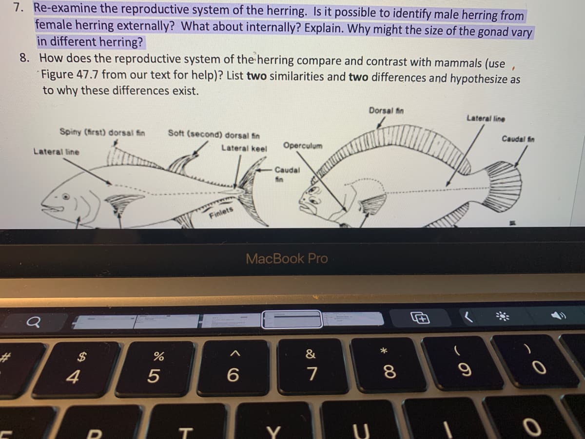 7. Re-examine the reproductive system of the herring. Is it possible to identify male herring from
female herring externally? What about internally? Explain. Why might the size of the gonad vary
in different herring?
8. How does the reproductive system of the herring compare and contrast with mammals (use
Figure 47.7 from our text for help)? List two similarities and two differences and hypothesize as
to why these differences exist.
Dorsal fin
Lateral line
Spiny (first) dorsal fin
Soft (second) dorsal fin
Caudal fin
Lateral keel
Operculum
Lateral line
Caudal
Finlets
MacBook Pro
%23
$
&
4
5
6
7
8
Y
T
