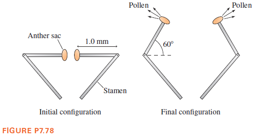 Pollen
Pollen
Anther sac
1.0 mm
60°
Stamen
Initial configuration
Final configuration
FIGURE P7.78
