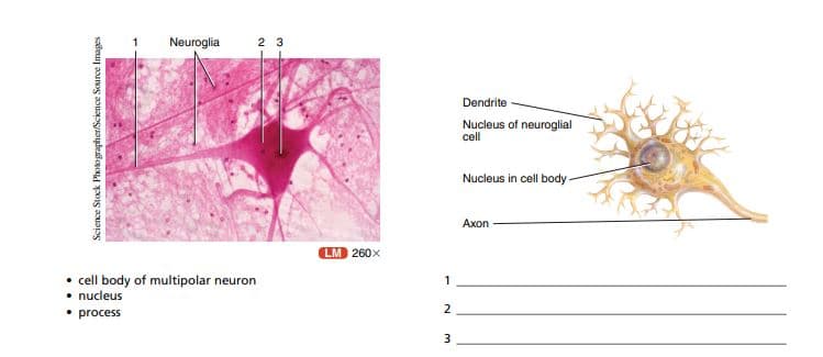 Neuroglia
2 3
Dendrite
Nucleus of neuroglial
cell
Nucleus in cell body -
Ахоn
LM 260x
• cell body of multipolar neuron
• nucleus
1
2
• process
Science Stock Phoko grapher/Science Source Images
