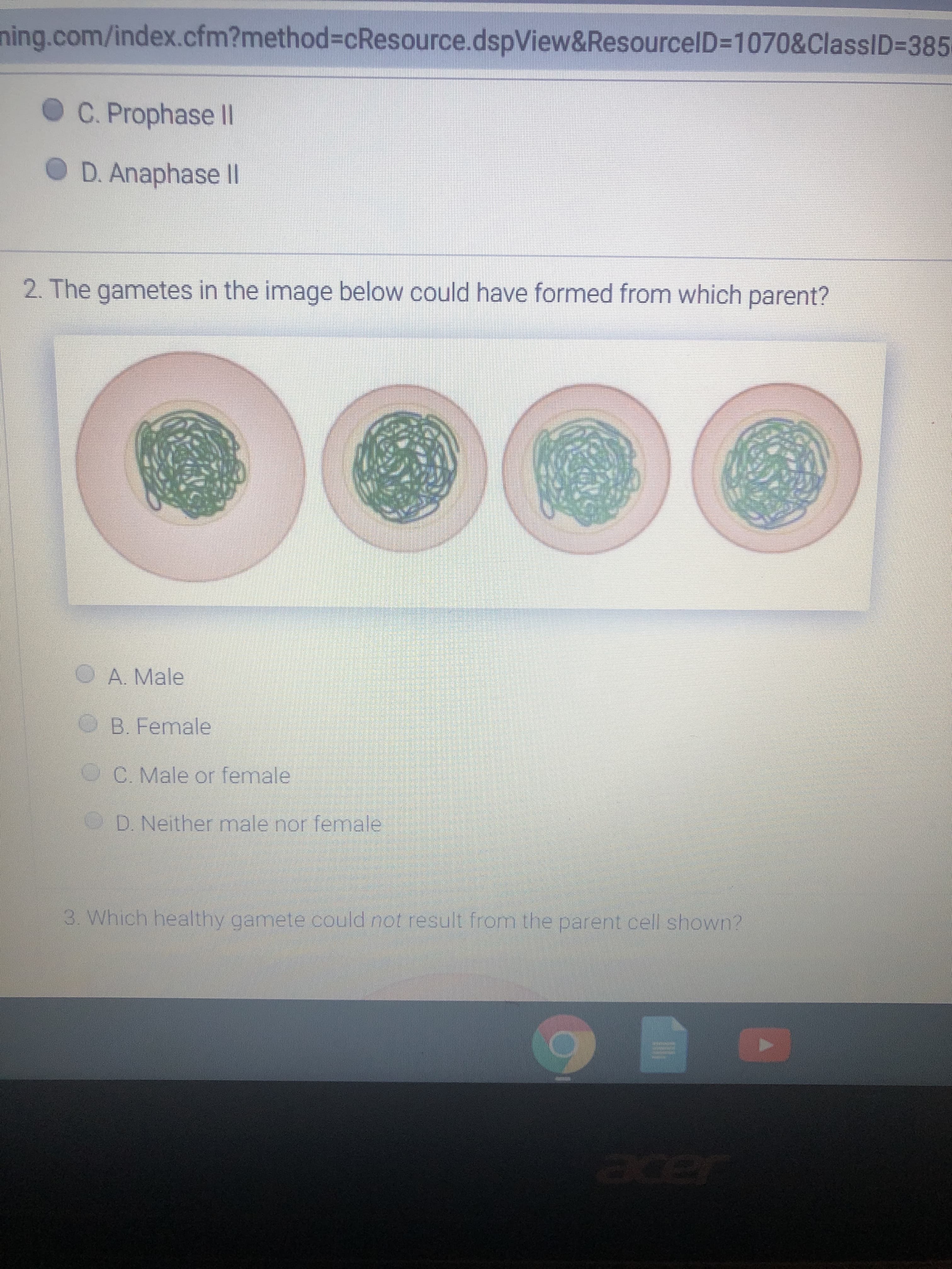 ning.com/index.cfm?method%3DcResource.dspView&ResourcelD=1070&ClassID=D385
O C. Prophase l
OD. Anaphase II
2. The gametes in the image below could have formed from which parent?
OA Male
OB. Female
C Male or female
D. Neither male nor female
3. Which healthy gamete could not result from the parent cell shown?
acer
