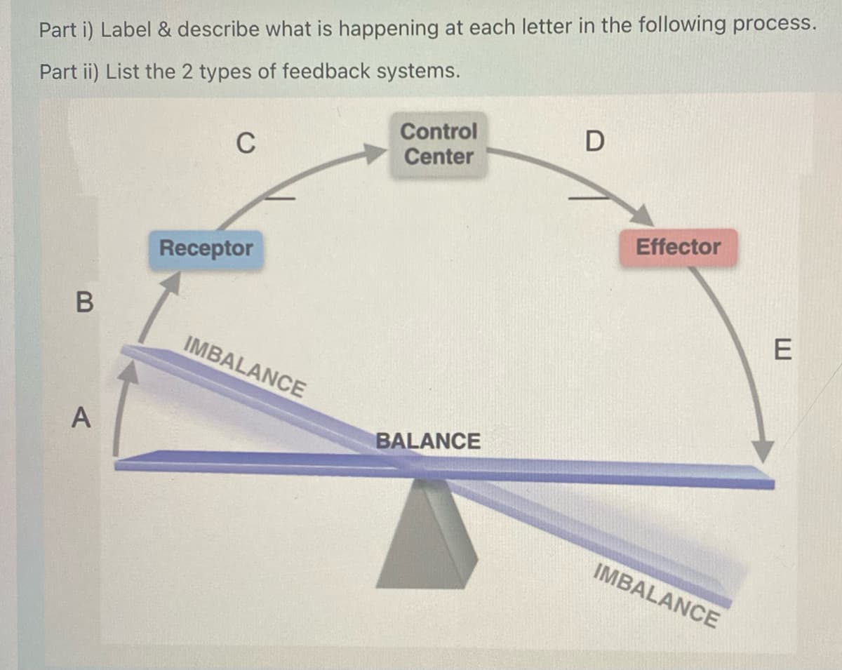 Part i) Label & describe what is happening at each letter in the following process.
Part ii) List the 2 types of feedback systems.
B
A
C
Receptor
IMBALANCE
Control
Center
BALANCE
D
Effector
IMBALANCE
E
