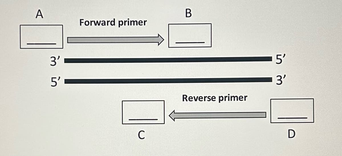 A
3'
5'
Forward primer
C
B
Reverse primer
in m
5'
D