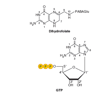 5
10
PABAGIU
HN 4
7
H,N2 N
1
Dihydrofolate
7
HN
8.
H,N 2 N4
3
PP.PO
5'
3 2
ÓH ÓH
GTP
ZI
