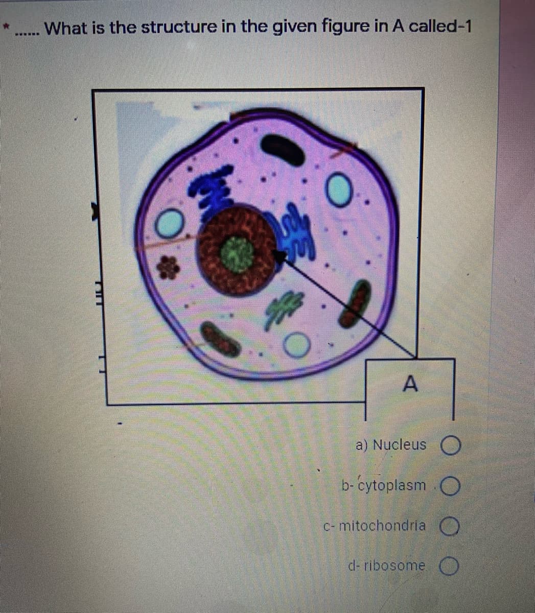 What is the structure in the given figure in A called-1
A
a) Nucleus O
b-cytoplasm C
e-mitochondria )
d- ribosome O
TIIT
