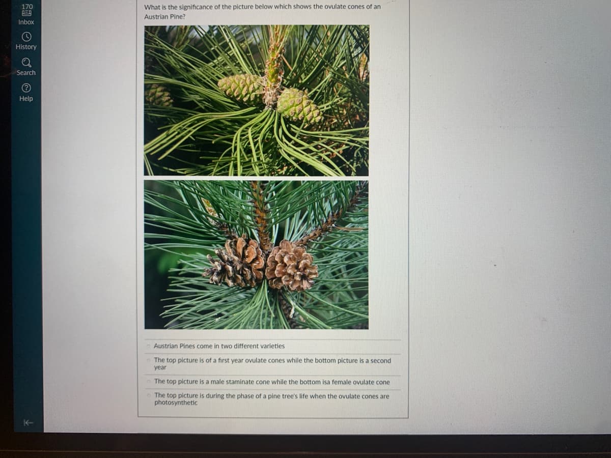 170
What is the significance of the picture below which shows the ovulate cones of an
Austrian Pine?
Inbox
History
Search
Help
Austrian Pines come in two different varieties
The top picture is of a first year ovulate cones while the bottom picture is a second
year
The top picture is a male staminate cone while the bottom isa female ovulate cone
The top picture is during the phase of a pine tree's life when the ovulate cones are
photosynthetic
