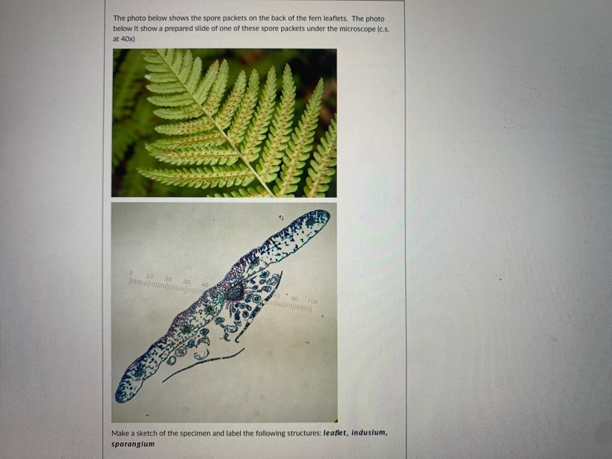 The photo below shows the spore packets on the back of the fern leaflets. The photo
below it showa prepared slide of one of these spore packets under the microscope (c.s.
at 40x)
20
100
Make a sketch of the specimen and label the following structures: leaflet, indusium,
sporangium
