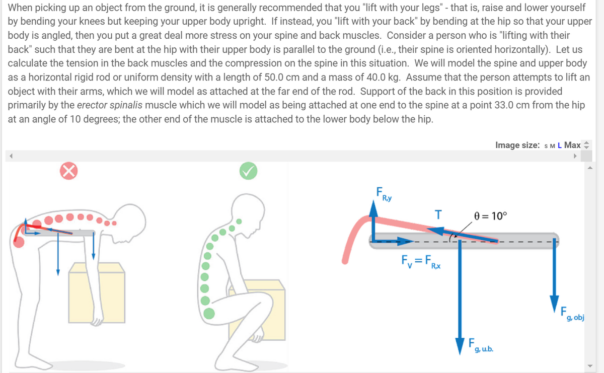 When picking up an object from the ground, it is generally recommended that you "lift with your legs" - that is, raise and lower yourself
by bending your knees but keeping your upper body upright. If instead, you "lift with your back" by bending at the hip so that your upper
body is angled, then you put a great deal more stress on your spine and back muscles. Consider a person who is "lifting with their
back" such that they are bent at the hip with their upper body is parallel to the ground (i.e., their spine is oriented horizontally). Let us
calculate the tension in the back muscles and the compression on the spine in this situation. We will model the spine and upper body
as a horizontal rigid rod or uniform density with a length of 50.0 cm and a mass of 40.0 kg. Assume that the person attempts to lift an
object with their arms, which we will model as attached at the far end of the rod. Support of the back in this position is provided
primarily by the erector spinalis muscle which we will model as being attached at one end to the spine at a point 33.0 cm from the hip
at an angle of 10 degrees; the other end of the muscle is attached to the lower body below the hip.
F.
R.Y
T
F₁ = FRx
0 = 10°
F
Image size: S M L Max +
9. u.b.
F
g, obj