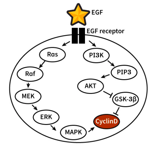 EGF
EGF receptor
Ras
РІЗК
Raf
PIP3
AKT
МЕК
GSK-3B)
ERK
CyclinD
ΜΑΡΚ
