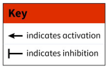 Key
indicates activation
E indicates inhibition
