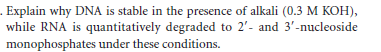 . Explain why DNA is stable in the presence of alkali (0.3 M KOH),
while RNA is quantitatively degraded to 2'- and 3'-nucleoside
monophosphates under these conditions.
