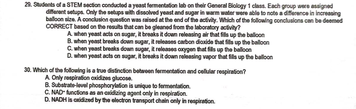 29. Students of a STEM section conducted a yeast fermentation lab on their General Biology 1 class. Each group were assigned
different setups. Only the setups with dissolved yeast and sugar in warm water were able to note a difference in increasing
balloon size. A conclusion question was raised at the end of the actívity. Which of the following conclusions can be deemed
CORRECT based on the results that can be gleaned from the laboratory activity?
A. when yeast acts on sugar, it breaks it down releasing air that fills up the balloon
B. when yeast breaks down sugar, it releases carbon dioxide that fills up the balloon
C. when yeast breaks down sugar, it releases oxygen that fills up the balloon
D. when yeast acts on sugar, it breaks it down releasing vapor that fills up the balloon
30. Which of the following is a true distinction between fermentation and cellular respiration?
A. Only respiration oxidizes glucose.
B. Substrate-level phosphorylation is unique to fermentation.
C. NAD* functions as an oxidizing agent only in respiration.
D. NADH is oxidized by the electron transport chain only in respiration.
