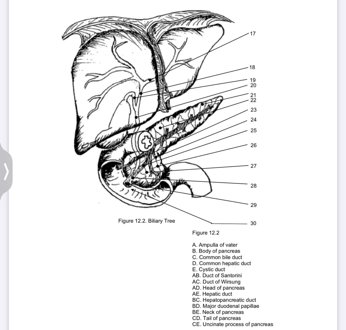 17
18
19
20
21
22
23
24
25
26
27
28
29
Figure 12.2. Biliary Tree
30
Figure 12.2
A. Ampulla of vater
B. Body of pancreas
C. Common bile duct
D. Common hepatic duct
E. Cystic duct
AB. Duct of Santorini
AC. Duct of Wirsung
AD. Head of pancreas
AE. Hepatic duct
BC. Hepatopancreatic duct
BD. Major duodenal papillae
BE. Neck of pancreas
CD. Tail of pancreas
CE. Uncinate process of pancreas
