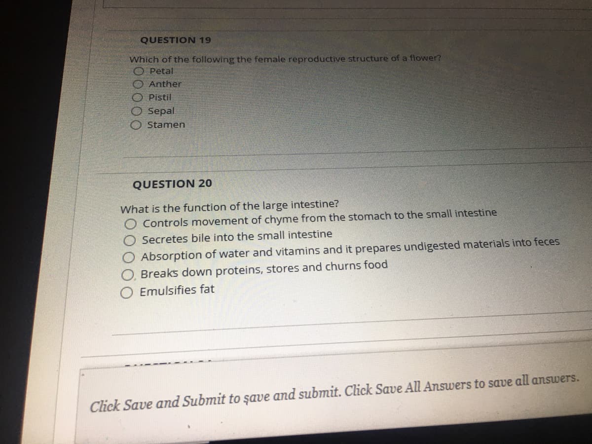 QUESTION 19
Which of the following the female reproductive structure of a flower?
O Petal
O Anther
O Pistil
Sepal
Stamen
QUESTION 20
What is the function of the large intestine?
Controls movement of chyme from the stomach to the small intestine
Secretes bile into the small intestine
Absorption of water and vitamins and it prepares undigested materials into feces
Breaks down proteins, stores and churns food
Emulsifies fat
Click Save and Submit to şave and submit. Click Save All Answers to save all answers.
