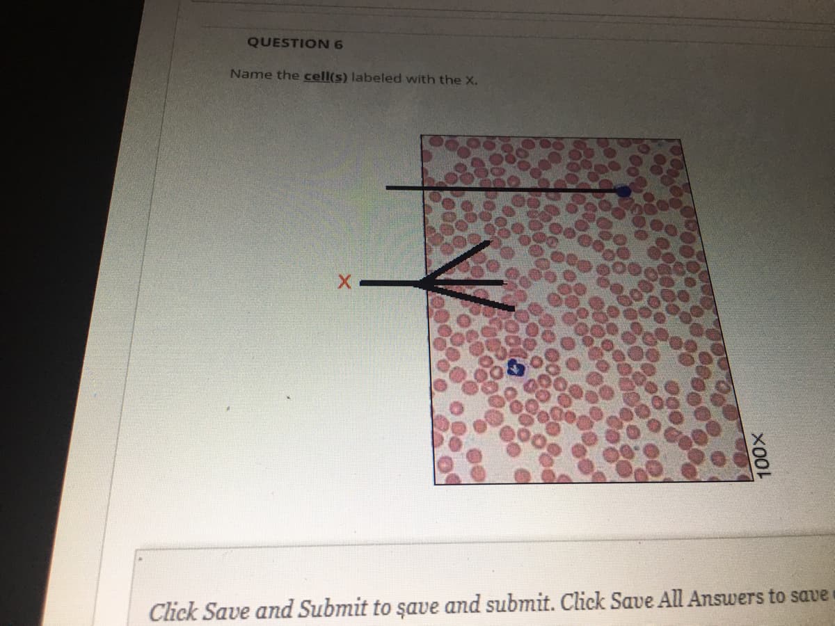 QUESTION 6
Name the cell(s) labeled with the X.
Click Save and Submit to şave and submit. Click Save All Answers to save c
