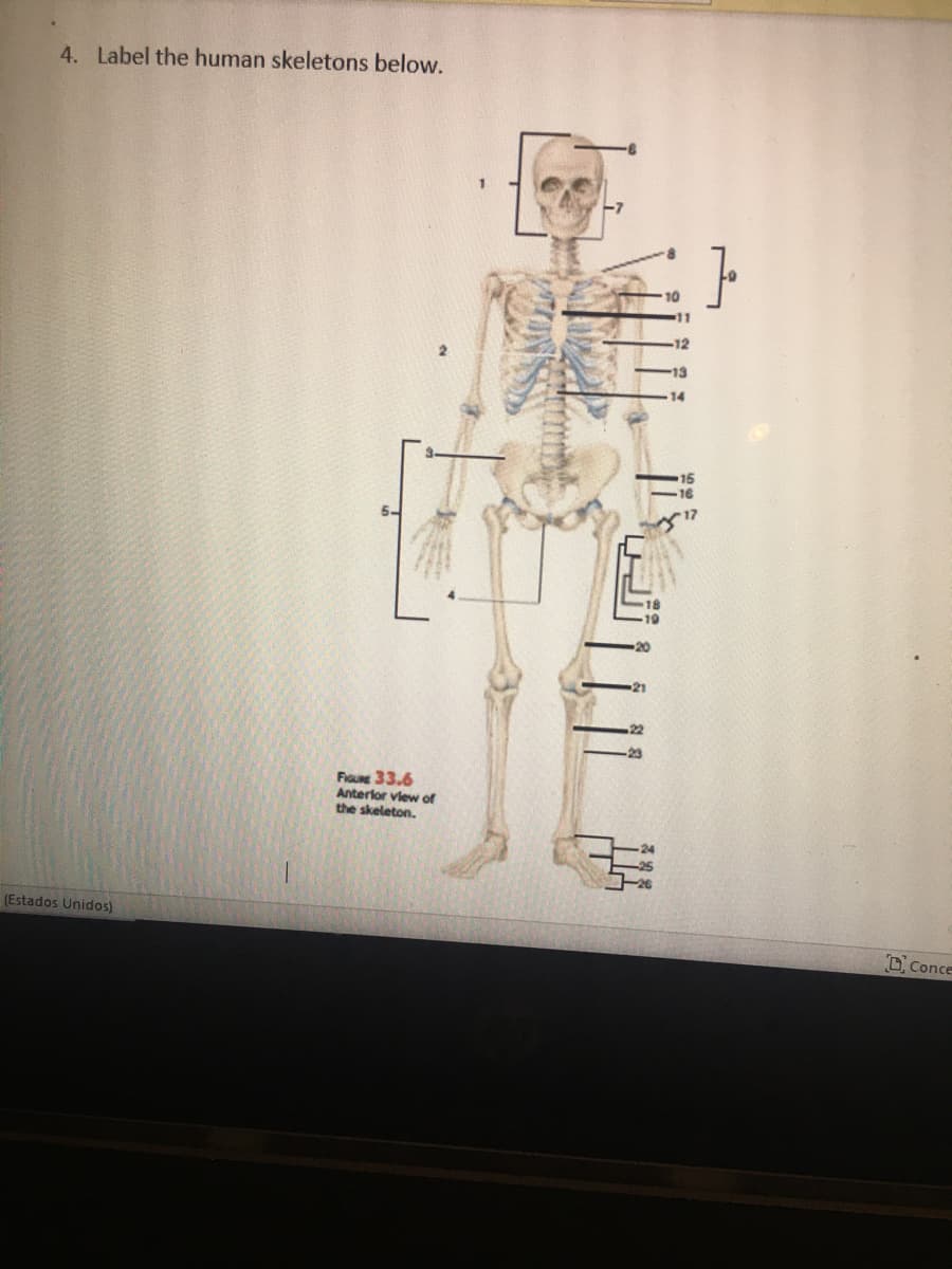 4. Label the human skeletons below.
-12
13
14
Fioue 33.6
Anterlor vlew of
the skeleton.
(Estados Unidos)
D Conce
