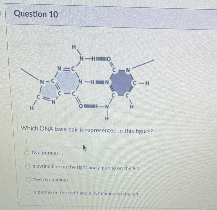 Question 10
H
N-HO
N=C
N
N-C
N-HIN
CIH
OH-N
H
Which DNA base pair is represented in this figure?
A
Otwo purines.
O a pyrimidine on the right and a purine on the left
Otwo pyrimidines
O a purine on the right and a pyrimidine on the left