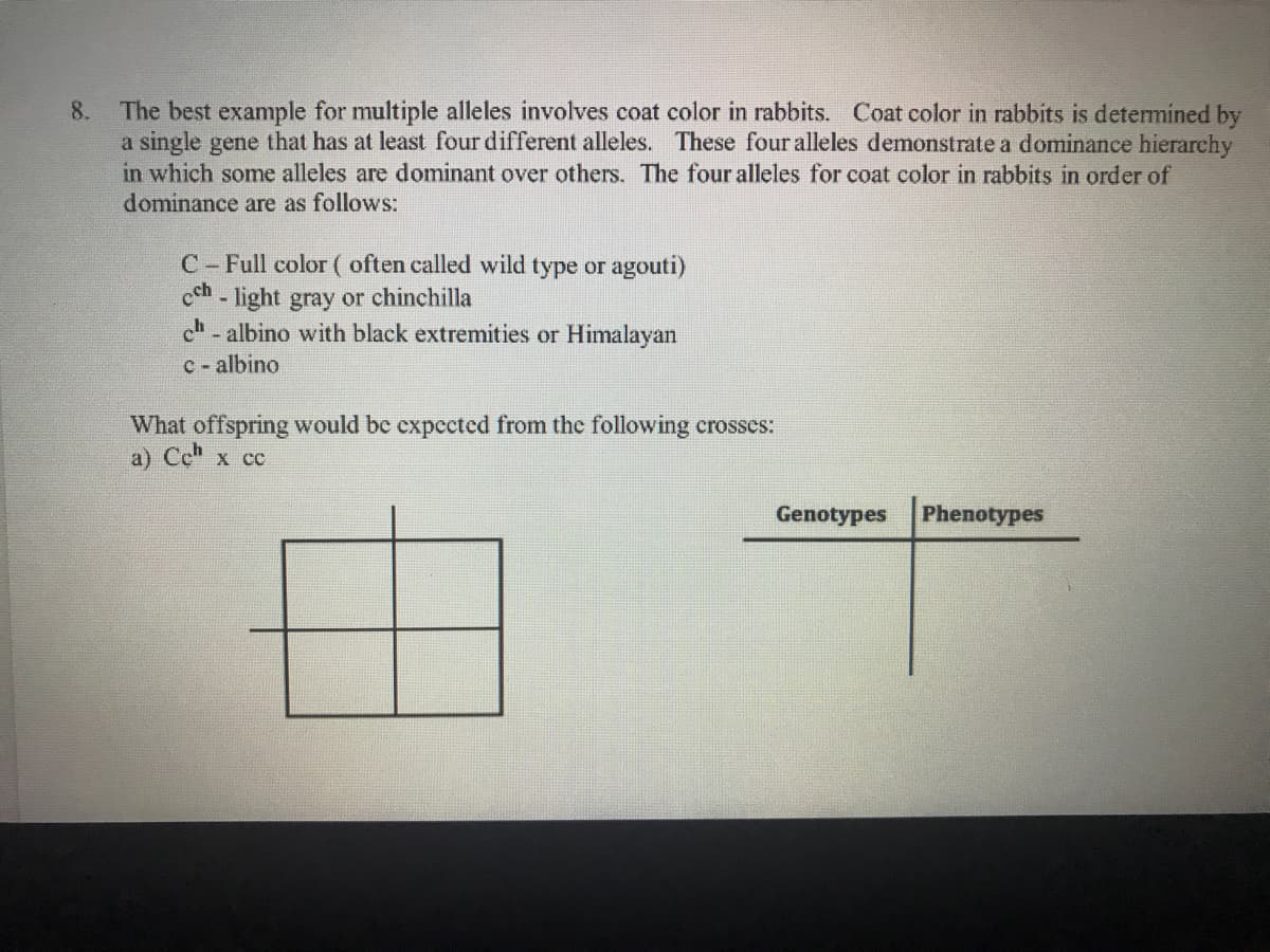 The best example for multiple alleles involves coat color in rabbits. Coat color in rabbits is determined by
a single gene that has at least four different alleles. These four alleles demonstrate a dominance hierarchy
in which some alleles are dominant over others. The four alleles for coat color in rabbits in order of
dominance are as follows:
8.
C- Full color( often called wild type or agouti)
- light gray or chinchilla
- albino with black extremities or Himalayan
c - albino
cch
What offspring would be expccted from the following crosses:
a) Cc" x cc
Genotypes
Phenotypes

