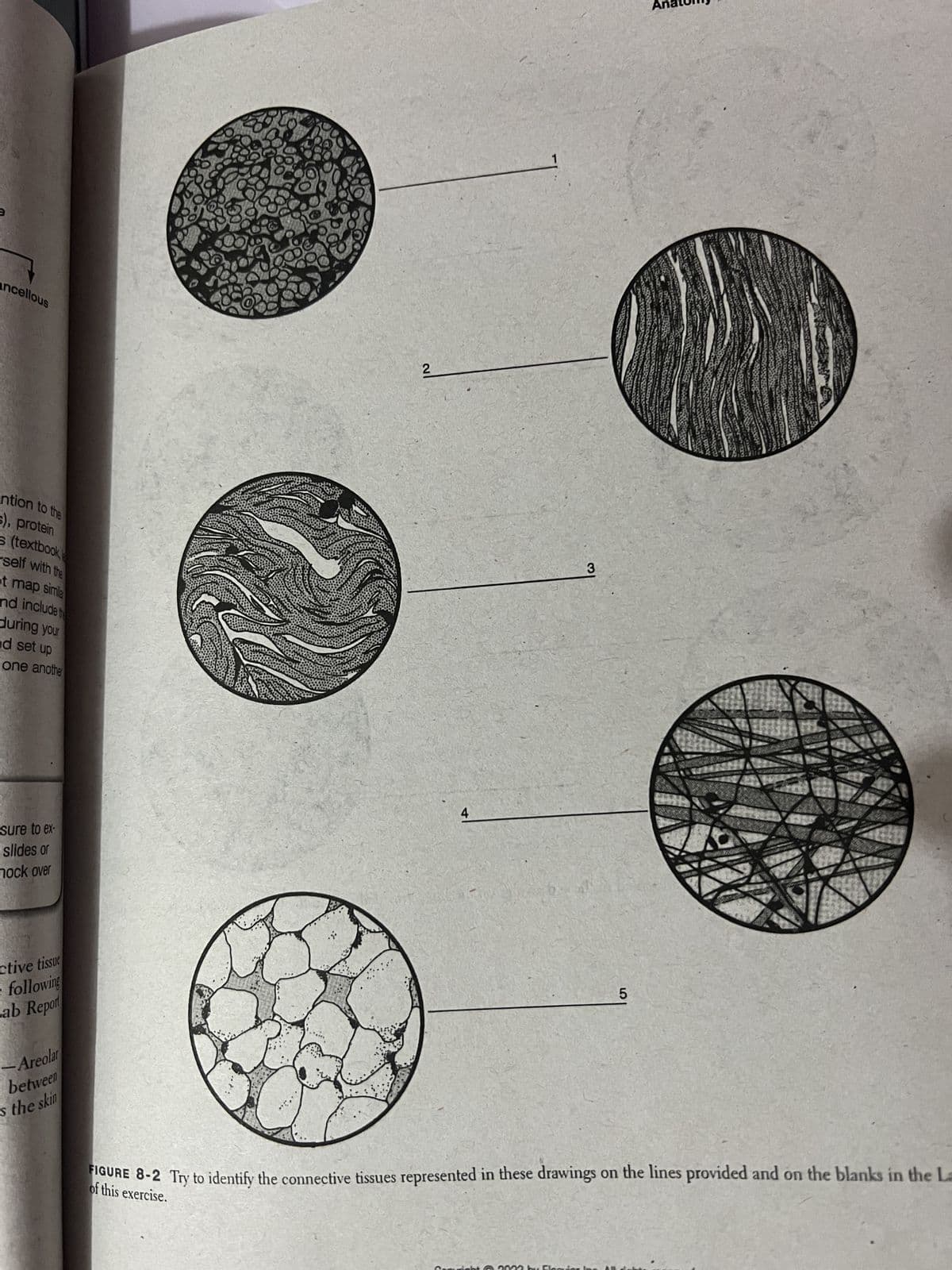 3
ancellous
ention to the
s), protein
s (textbook
self with the
pt map simla
nd include th
during your
and set up
one another
sure to ex-
slides or
nock over
ctive tissue
following
ab Report
-Areolar
between
s the skin
IN
2
4
1
3
5
FIGURE 8-2 Try to identify the connective tissues represented in these drawings on the lines provided and on the blanks in the La
of this exercise.