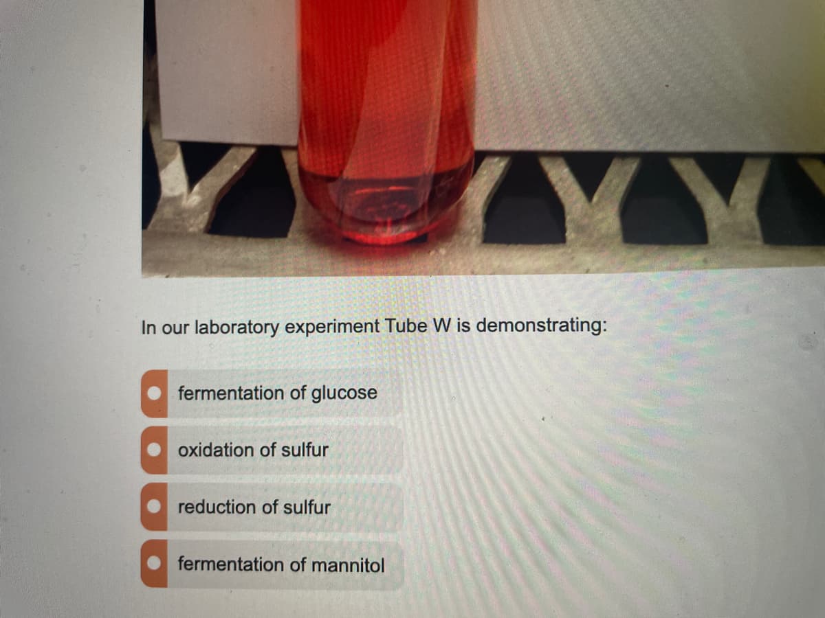 In our laboratory experiment Tube W is demonstrating:
fermentation of glucose
oxidation of sulfur
reduction of sulfur
fermentation of mannitol
