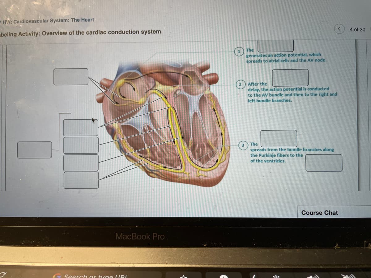 - HW: Cardiovascular System: The Heart
4 of 30
beling Activity: Overview of the cardiac conduction system
The
generates an action potential, which
spreads to atrial cells and the AV node.
After the
delay, the action potential is conducted
to the AV bundle and then to the right and
left bundle branches.
The
spreads from the bundle branches along
the Purkinje fibers to the
of the ventricles.
Course Chat
MacBook Pro
Search or tune LIRI
