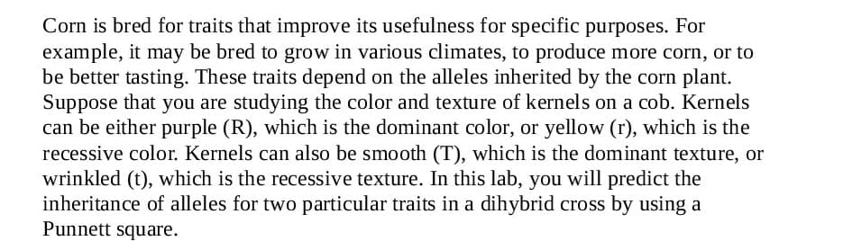 Corn is bred for traits that improve its usefulness for specific purposes. For
example, it may be bred to grow in various climates, to produce more corn, or to
be better tasting. These traits depend on the alleles inherited by the corn plant.
Suppose that you are studying the color and texture of kernels on a cob. Kernels
can be either purple (R), which is the dominant color, or yellow (r), which is the
recessive color. Kernels can also be smooth (T), which is the dominant texture, or
wrinkled (t), which is the recessive texture. In this lab, you will predict the
inheritance of alleles for two particular traits in a dihybrid cross by using a
Punnett square.
