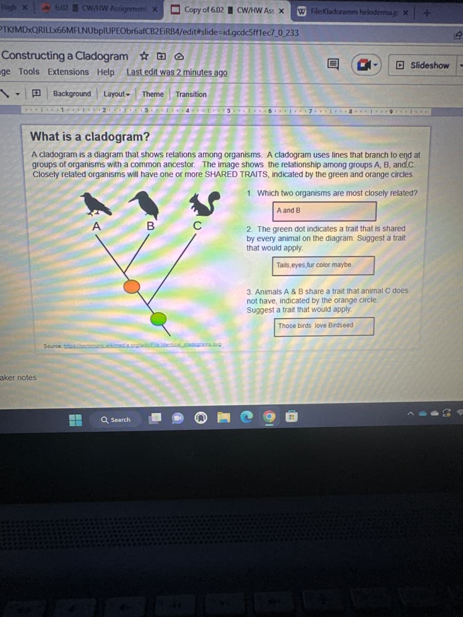 6.02 CW/HW Assignment X
PTKfMDxQRILLX66MFLNUbpIUPEObr6afCB2EiRB4/edit#slide-id.gcdc5ff1ec7_0_233
High X
Constructing a Cladogram O
ge Tools Extensions Help Last edit was 2 minutes ago
Background Layout Theme Transition
12
aker notes
A
Source: https://commons.
▬▬
Copy of 6.02 CW/HW Ass X
Q Search
34
What is a cladogram?
A cladogram is a diagram that shows relations among organisms. A cladogram uses lines that branch to end at
groups of organisms with a common ancestor. The image shows the relationship among groups A, B, and.c.
Closely related organisms will have one or more SHARED TRAITS, indicated by the green and orange circles.
1. Which two organisms are most closely related?
A and B
B
C
5
cladograms.svg
W File:Kladoramm helodermaj X
819
2. The green dot indicates a trait that is shared
by every animal on the diagram. Suggest a trait
that would apply.
Tails, eyes,fur color maybe.
3. Animals A & B share a trait that animal C does
not have, indicated by the orange circle.
Suggest a trait that would apply.
Those birds love Birdseed
+
Slideshow
1