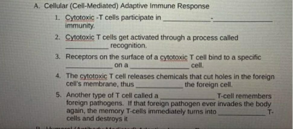 A. Cellular (Cell-Mediated) Adaptive Immune Response
1. Cytotoxic -T cells participate in
immunity.
2. Cytotoxic T cells get activated through a process called
recognition.
3. Receptors on the surface of a cytotoxic T cell bind to a specific
on a
cell.
4. The cytotoxic T cell releases chemicals that cut holes in the foreign
cell's membrane, thus
the foreign cell.
5. Another type of T cell called a
foreign pathogens. If that foreign pathogen ever invades the body
again, the memory T-cells immediately turns into
cells and destroys it
T-cell remembers
T-
