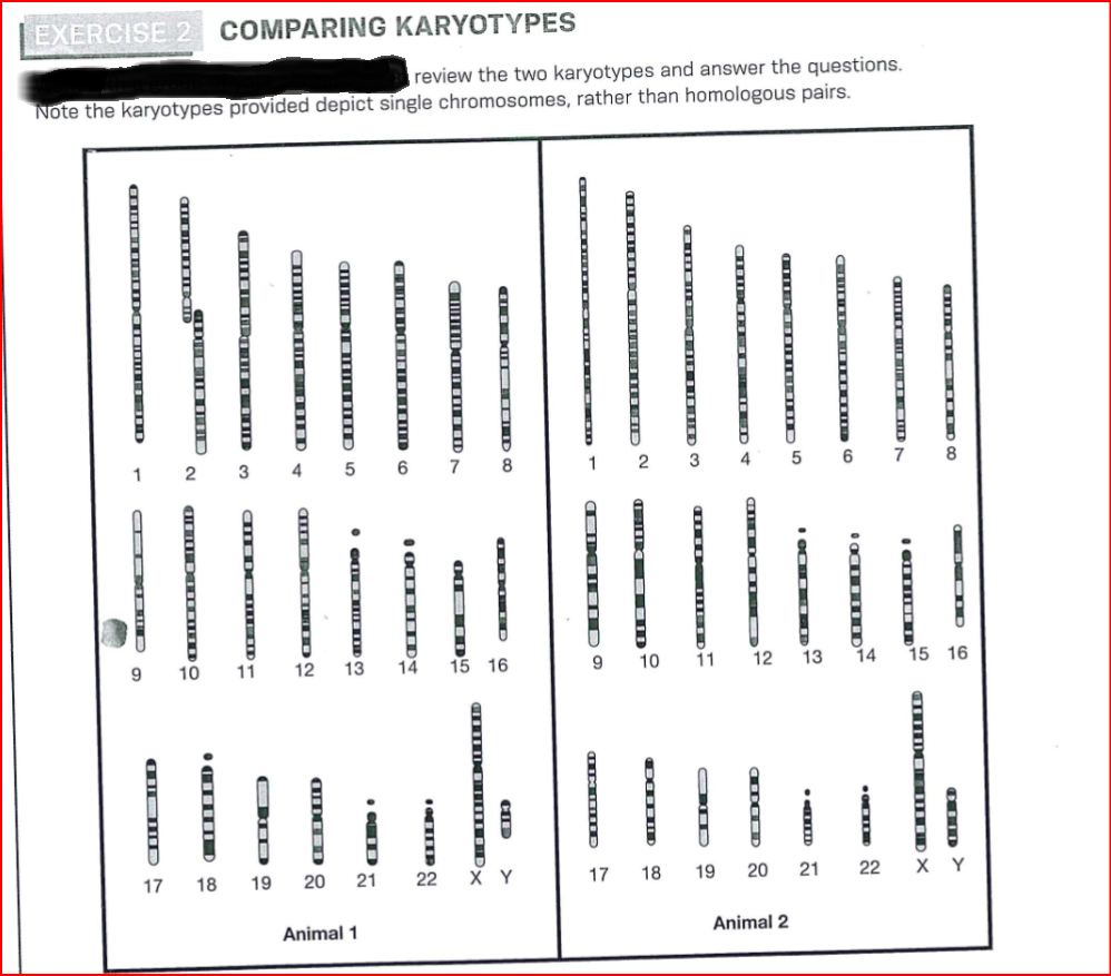 D
6
18
19
Animal 1
L
2
ID
EXERCISE
COMPARING KARYOTYPES
review the two karyotypes and answer the questions.
Note the karyotypes provided depict single chromosomes, rather than homologous pairs.
X COMED
CIE
DO
CLIISI MED
6
ID 8
21
22
X Y
17
18
19
Animal 2
DEILD
22
2
D
DID
сл
8